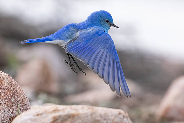 istock Mountain bluebird in Colorado 2219388635