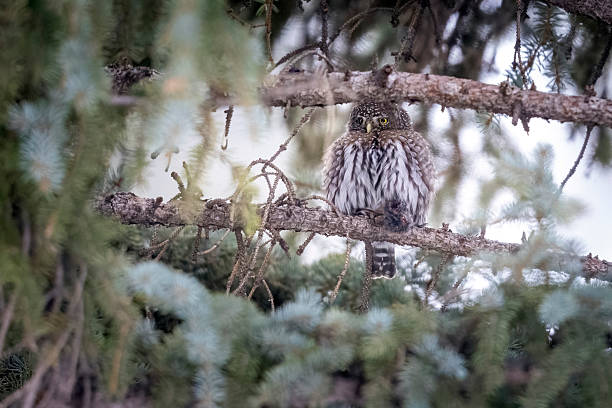 istock Northern pygmy owl in Colorado 2219388662