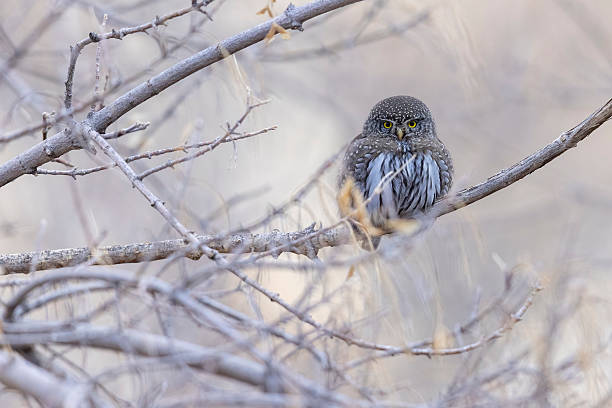 istock Northern pygmy owl in Colorado 2219388685