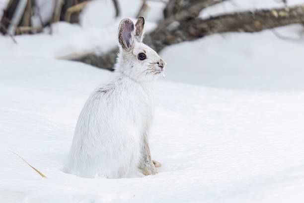 istock Snowshoe hare in Sax-Zim Bog 2219389560
