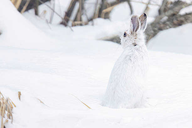 istock Snowshoe hare in Sax-Zim Bog 2219389561