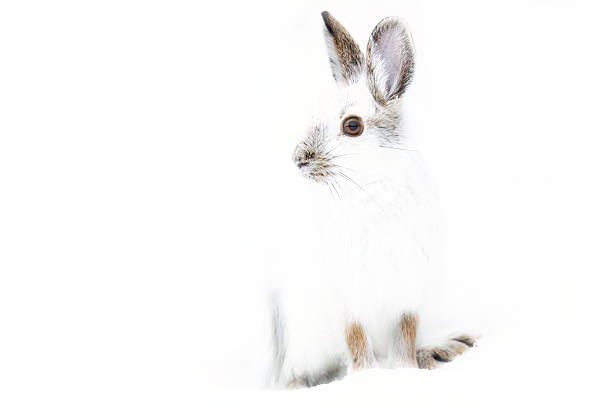 Snowshoe hare in Sax-Zim Bog