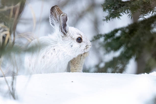 istock Snowshoe hare in Sax-Zim Bog 2219389571