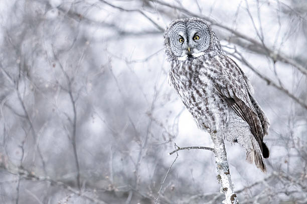 istock Great grey owl in Sax-Zim Bog 2219389578