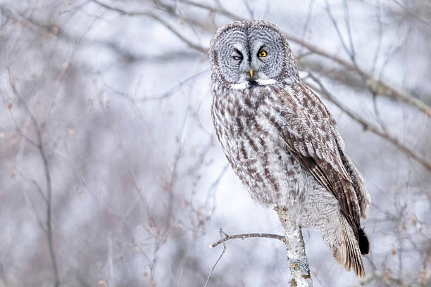 istock Great grey owl in Sax-Zim Bog 2219389579