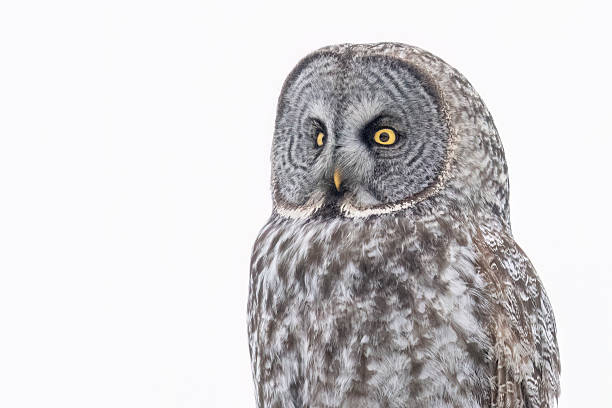 istock Great grey owl in Sax-Zim Bog 2219389588
