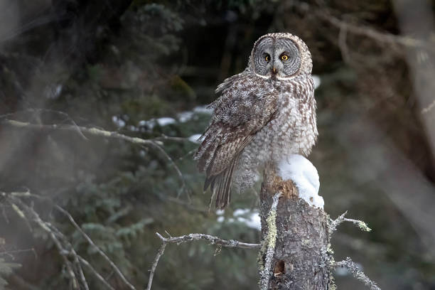 istock Great grey owl in Sax-Zim Bog 2219389609