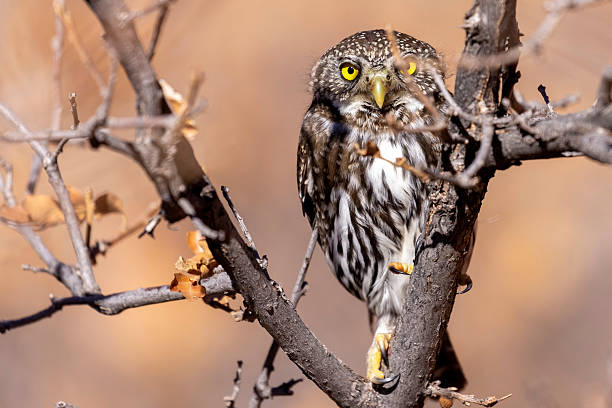 istock Northern pygmy owl in Colorado. 2219389614