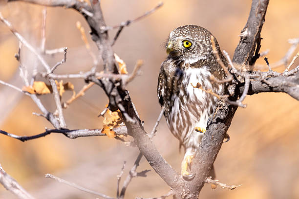 istock Northern pygmy owl in Colorado. 2219389621