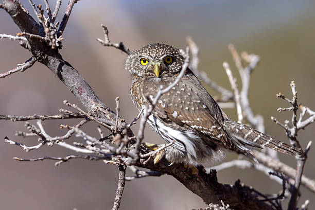 istock Northern pygmy owl in Colorado. 2219389628