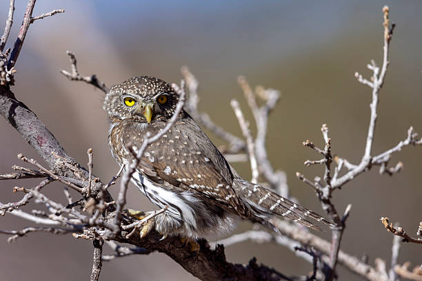 istock Northern pygmy owl in Colorado. 2219389629
