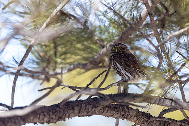 istock Northern pygmy owl in Colorado. 2219389635