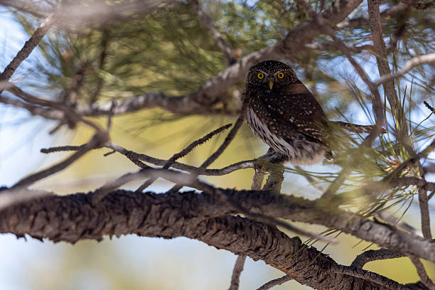 istock Northern pygmy owl in Colorado. 2219389636
