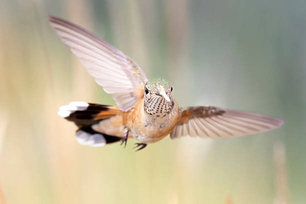 istock Broad-tailed hummingbird in Colorado. 2219389915