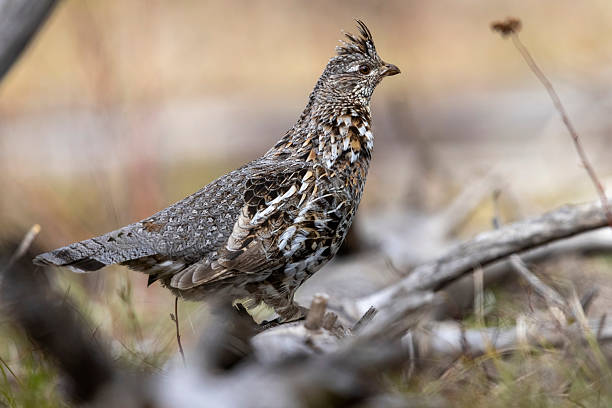 A wild ruffed grouse in Grand Teton National Park in Wyoming.