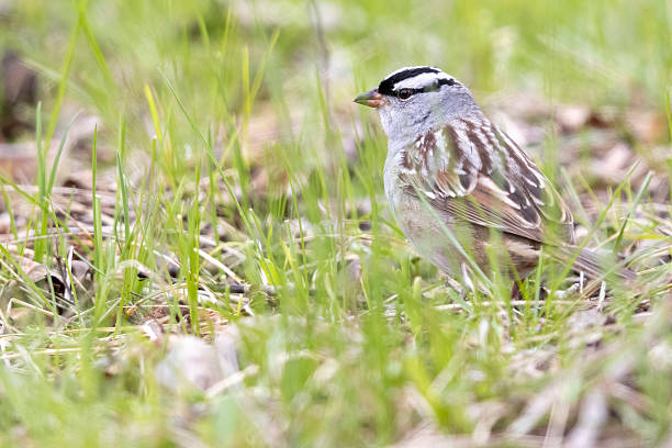 istock White-crowned sparrow in Grand Teton National Park 2219390270