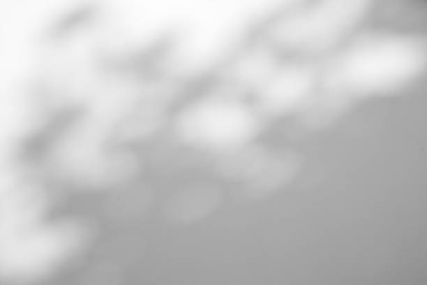 istock Abstract natural tree leaves shadow on white wall background 2219390419