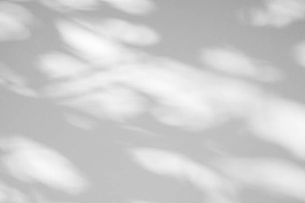 istock Abstract natural tree leaves shadow on white wall background 2219390485