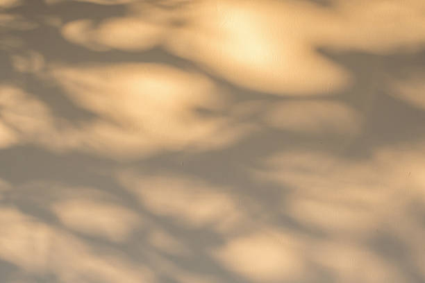 istock Abstract natural tree branch leaves shadow on beige wall background 2219390501