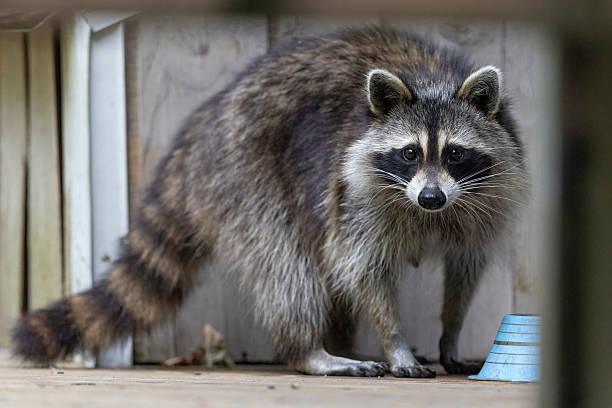 istock Wild Raccoon in Michigan 2219390973
