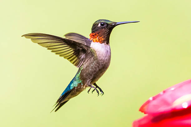 A wild ruby-throated hummingbird at a bird-feeder in Michigan.