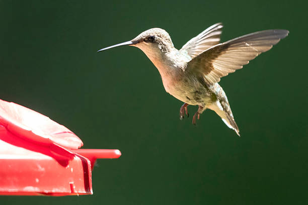 istock Ruby-throated hummingbird at a bird-feeder in Michigan 2219391009