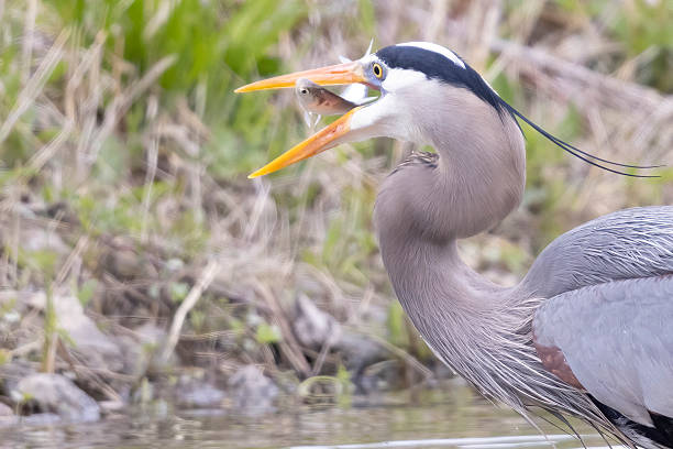 istock Great blue heron fishing in Magee Marsh 2219391469