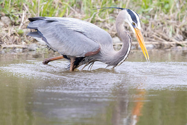 istock Great blue heron fishing in Magee Marsh 2219391477
