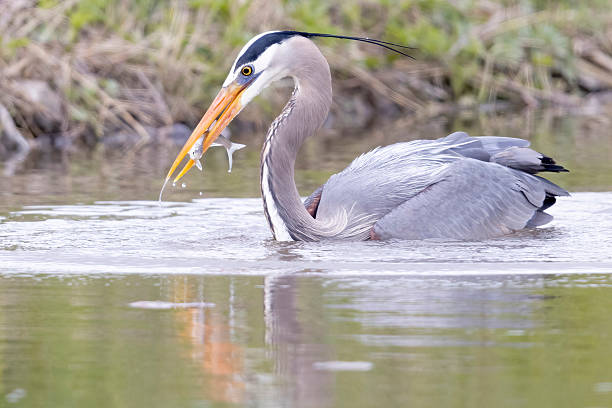 istock Great blue heron fishing in Magee Marsh 2219391479