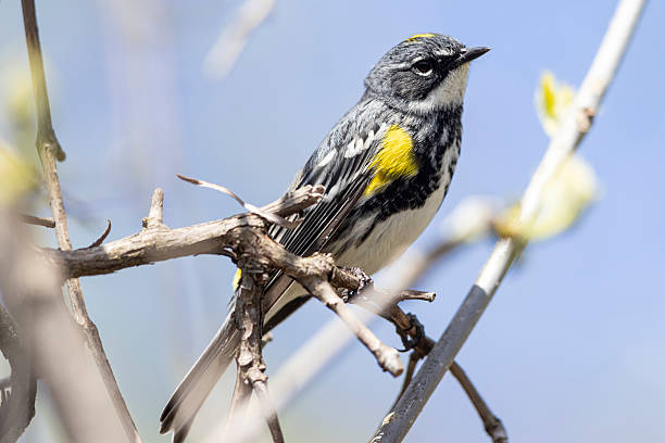istock Yellow-rumped warbler perched in a tree in Magee Marsh 2219392058