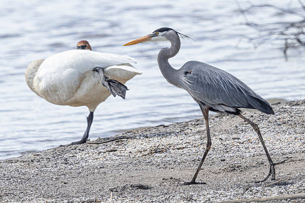 istock Great blue heron fishing in Magee Marsh 2219392093