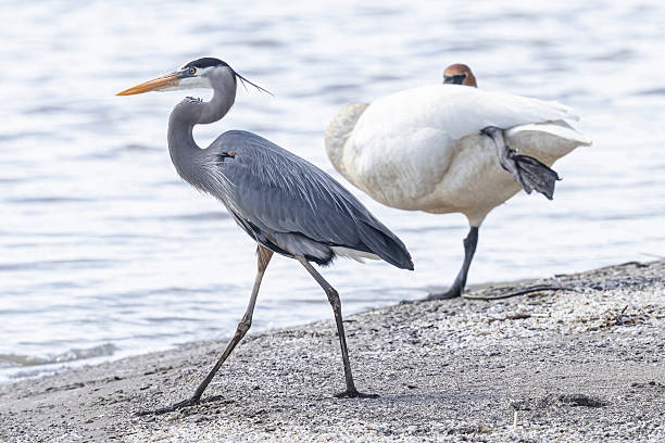 istock Great blue heron fishing in Magee Marsh 2219392098