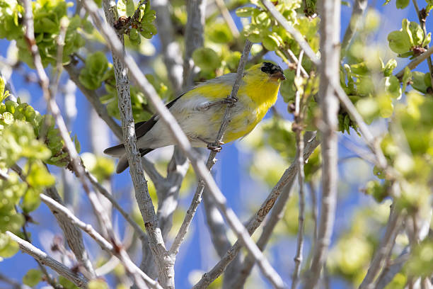 istock American Goldfinch perched in a tree 2219393357