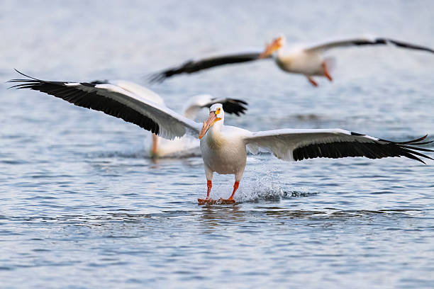 istock White pelican at a state park in Colorado 2219393438
