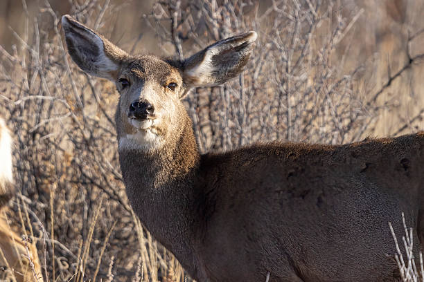 A wild mule deer at the Rocky Mountain Wildlife Arsenal in Commerce City, Colorado.