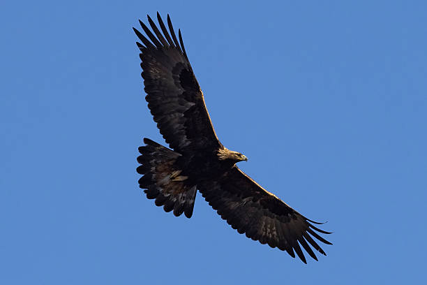 istock Wild Golden eagle in Colorado. 2219394301