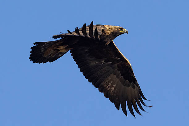 istock Wild Golden eagle in Colorado. 2219394305