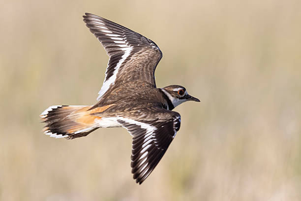 istock Wild killdeer Elizabeth, Colorado. 2219394421