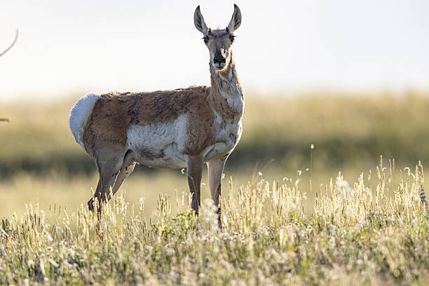 istock Wild pronghorn in Colorado. 2219394430