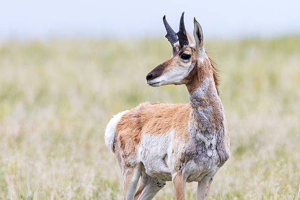 istock Wild pronghorn in Colorado. 2219394432