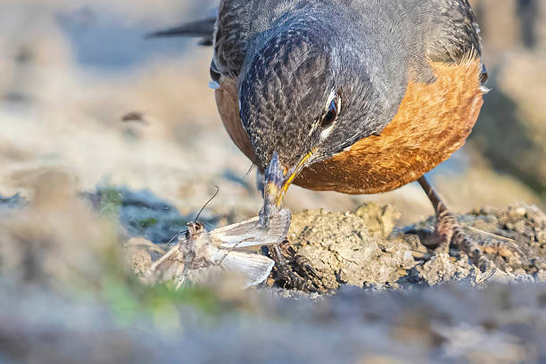 A wild American robin catching moths by a pond in Elizabeth, Colorado.