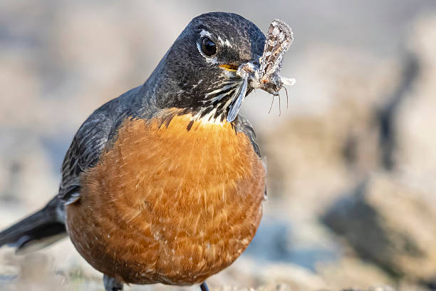 A wild American robin catching moths by a pond in Elizabeth, Colorado.
