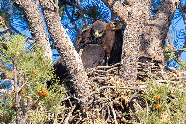 A golden eagle nest with baby golden eagle in a tree in Elizabeth, Colorado.