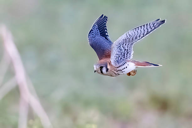 istock American Kestrel in Colorado 2219394517