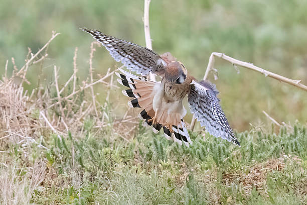 istock American Kestrel in Colorado 2219394535