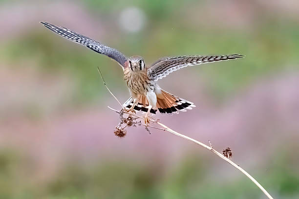 istock American Kestrel in Colorado 2219394537