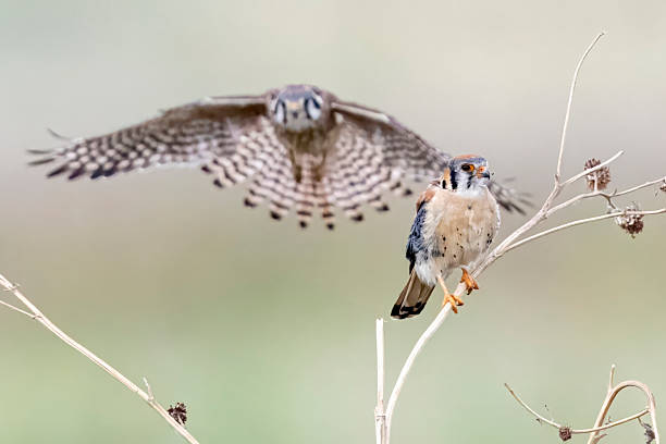 istock American Kestrel in Colorado 2219394538