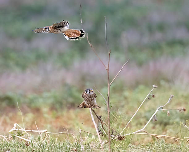 istock American Kestrel in Colorado 2219394577