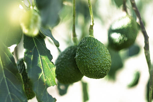 Close-up view of fresh green avocados hanging from a tree branch in an orchard, soaking up sunlight in a vibrant summer setting