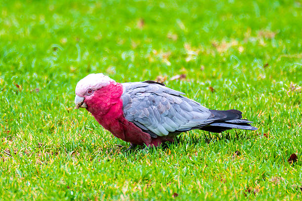 A Galah on the grass at Mallacoota. Galahs are small cockatoos and are a gray parrot with pink underparts and a light cap.